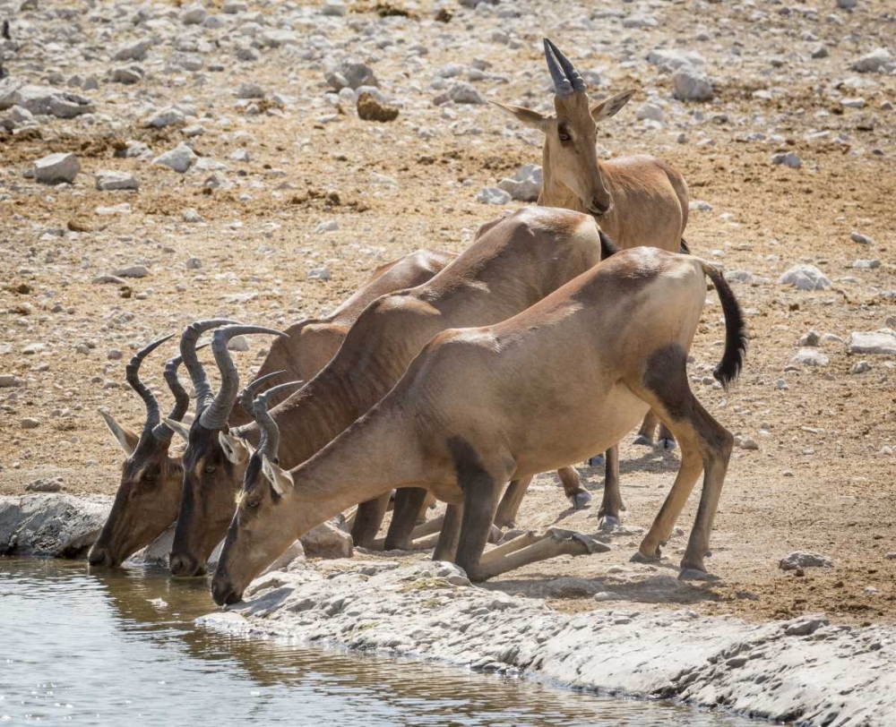 Namibia, Etosha NP Hartebeest drinking at water